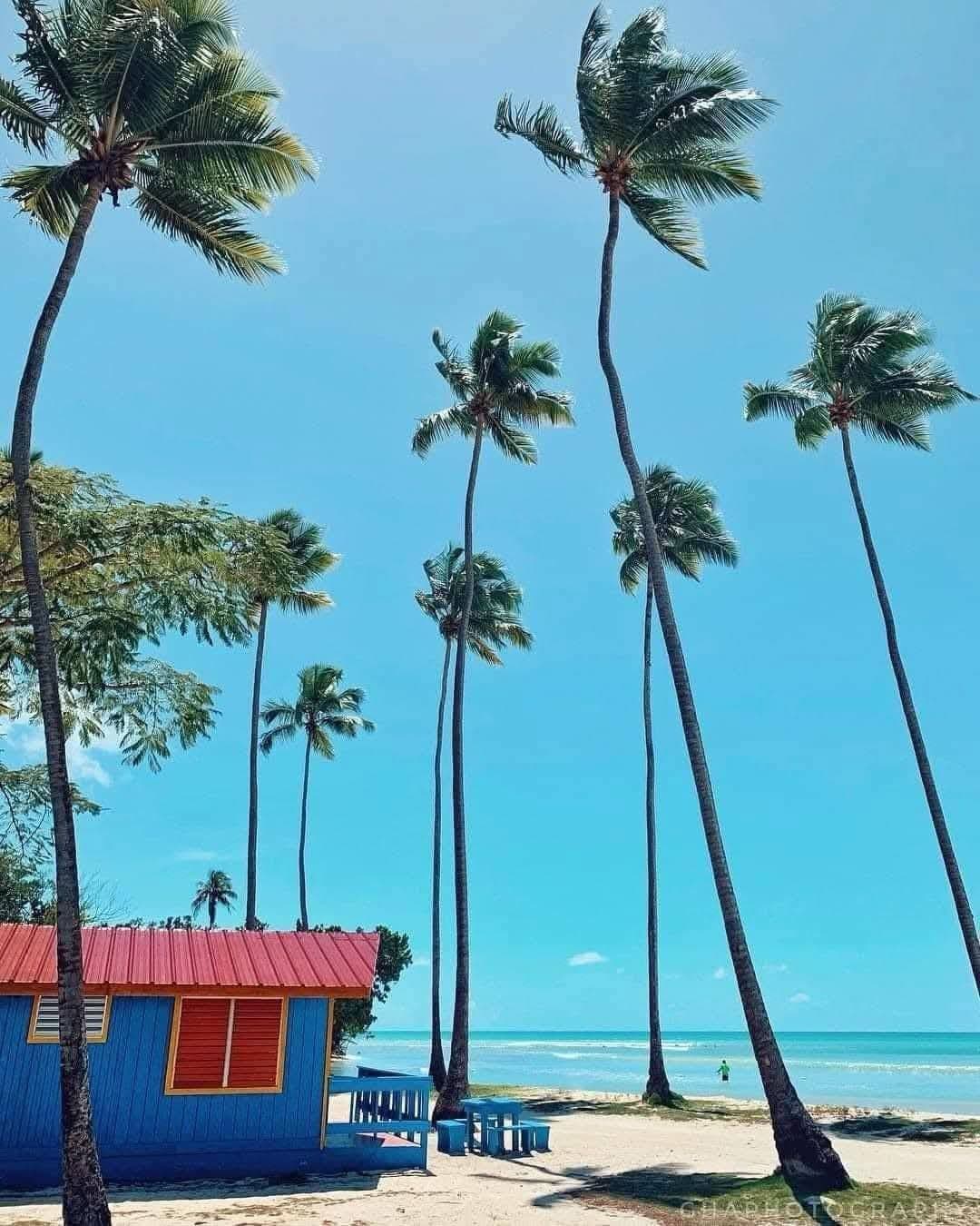 Cabaña azul con techo rojo rodeada de palmeras altas y cielo azul en Villa La Mela